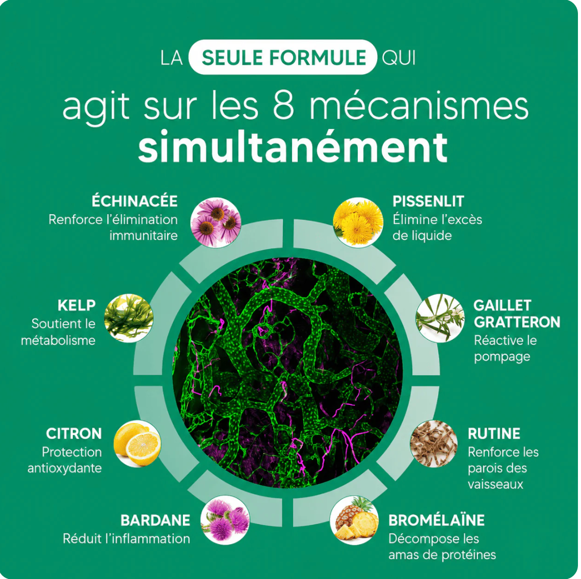 AFRALIS® Drainage Lymphatique – Programme 60 jours